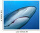 Caribbean Reef Shark with Wall Decal