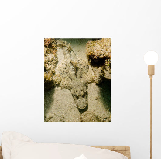 Flathead Crocodilefish Indonesia Wall Decal