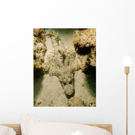 Flathead Crocodilefish Indonesia Wall Decal