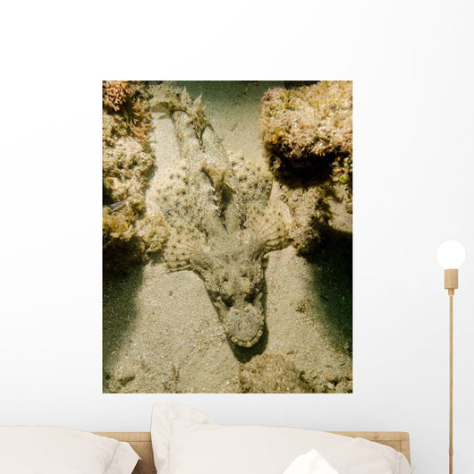 Flathead Crocodilefish Indonesia Wall Decal