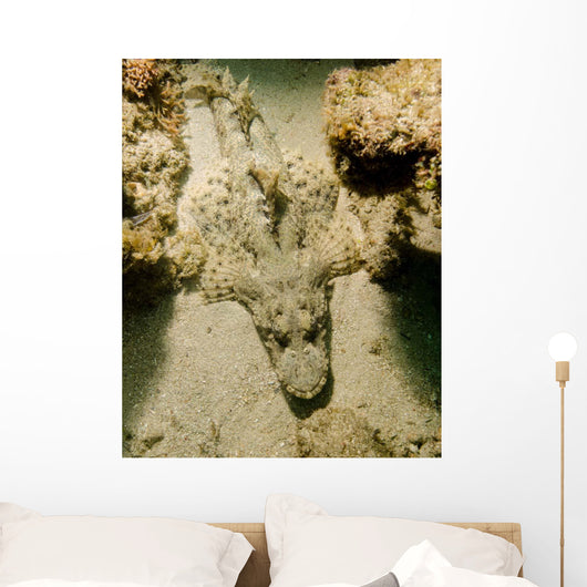 Flathead Crocodilefish Indonesia Wall Decal