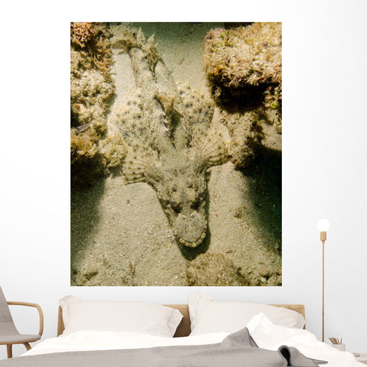 Flathead Crocodilefish Indonesia Wall Decal