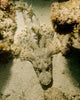 Flathead Crocodilefish Indonesia Wall Decal