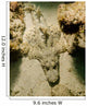 Flathead Crocodilefish Indonesia Wall Decal