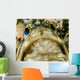Jawfish Aerating Eggs Its Wall Decal