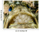 Jawfish Aerating Eggs Its Wall Decal