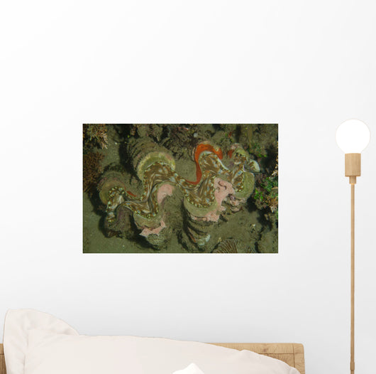 Giant Clam Tridacna Gigas Wall Decal