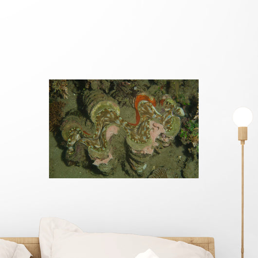 Giant Clam Tridacna Gigas Wall Decal