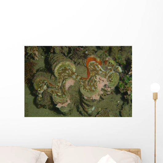 Giant Clam Tridacna Gigas Wall Decal