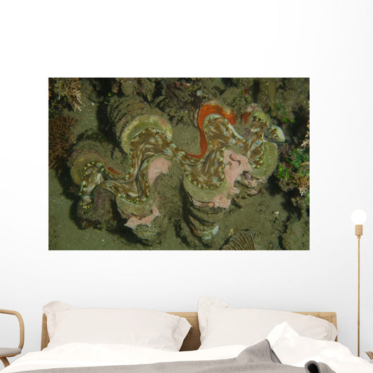 Giant Clam Tridacna Gigas Wall Decal