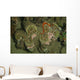 Giant Clam Tridacna Gigas Wall Decal