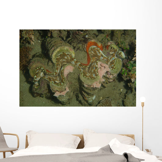 Giant Clam Tridacna Gigas Wall Decal