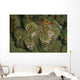 Giant Clam Tridacna Gigas Wall Decal