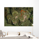 Giant Clam Tridacna Gigas Wall Decal