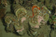 Giant Clam Tridacna Gigas Wall Decal