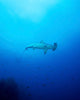 Scalloped Hammerhead Shark Socorros Wall Decal