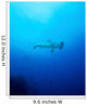 Scalloped Hammerhead Shark Socorros Wall Decal