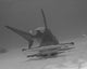 Great Hammerhead Shark Bimini Wall Decal Design 2