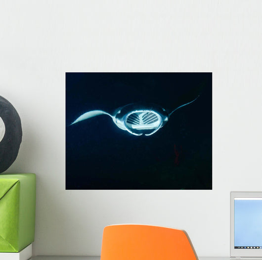 Reef Manta Ray Feeding Wall Decal