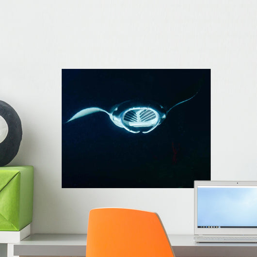 Reef Manta Ray Feeding Wall Decal