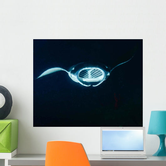 Reef Manta Ray Feeding Wall Decal