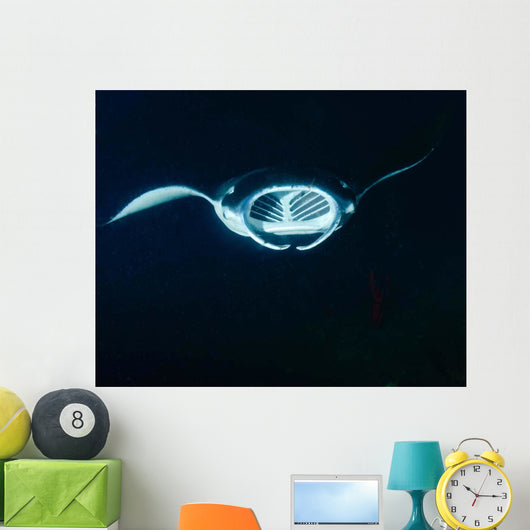 Reef Manta Ray Feeding Wall Decal