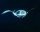 Reef Manta Ray Feeding Wall Decal