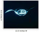 Reef Manta Ray Feeding Wall Decal