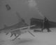 Diver Watches Great Hammerhead Wall Decal