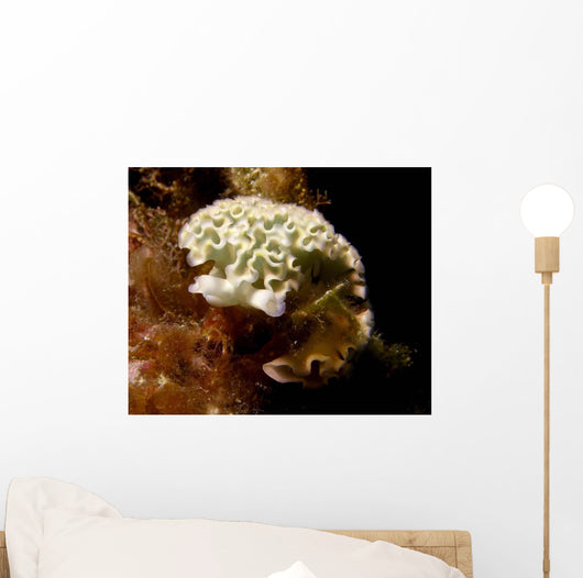 Lettuce Sea Slug Little Wall Decal