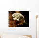 Lettuce Sea Slug Little Wall Decal