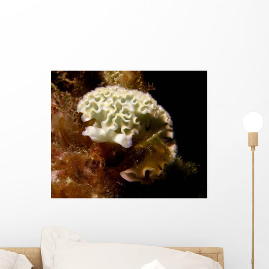 Lettuce Sea Slug Little Wall Decal