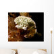 Lettuce Sea Slug Little Wall Decal