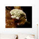 Lettuce Sea Slug Little Wall Decal