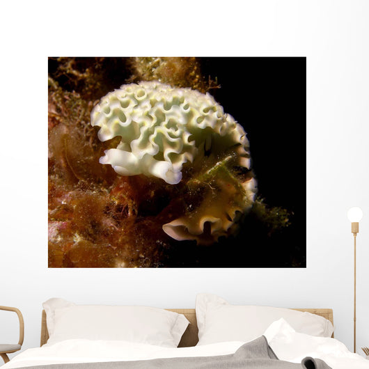 Lettuce Sea Slug Little Wall Decal
