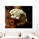 Lettuce Sea Slug Little Wall Decal