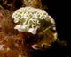 Lettuce Sea Slug Little Wall Decal