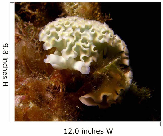 Lettuce Sea Slug Little Wall Decal