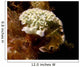 Lettuce Sea Slug Little Wall Decal