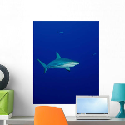 Caribbean Reef Shark Turks Wall Decal shown on a wall
