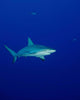Caribbean Reef Shark Turks Wall Decal