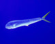 Mahi Mahi Fish Cat Wall Decal