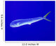 Mahi Mahi Fish Cat Wall Decal