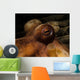 Eye Common Octopus West Wall Decal