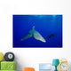 Diver Follows Oceanic Whitetip Wall Decal