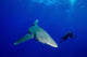 Diver Follows Oceanic Whitetip Wall Decal