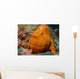 Large Orange Frogfish Cocos Wall Decal