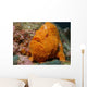 Large Orange Frogfish Cocos Wall Decal