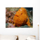 Large Orange Frogfish Cocos Wall Decal