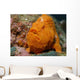 Large Orange Frogfish Cocos Wall Decal